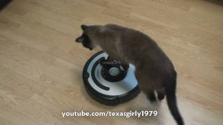 Cat shows HOW TO use iRobot Roomba Vacuum [upl. by Hakeem]