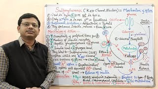 Diabetes Mellitus Part10 Mechanism of Action of Sulfonylurease  Antidiabetic Drugs  Diabetes [upl. by Retrak400]