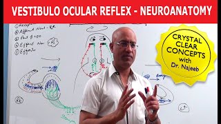 Vestibulo Ocular Reflex  Neuroanatomy [upl. by Antonio989]