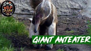 Giant Anteater Facts [upl. by Nnaul415]